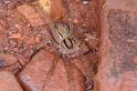 Miturga_lineata_D3481_Z_88_Karinji NP_Australie